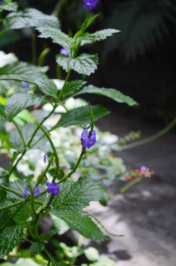 Stachytarpheta Urticifolia Bitkisinin yakın çekim görüntüsü