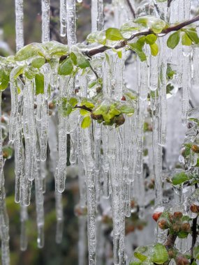 Donmuş yağmurda çiçek açan ayva (Chaenomeles speciosa)