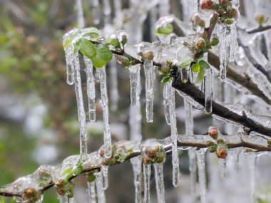 Donmuş yağmurda çiçek açan ayva (Chaenomeles speciosa)