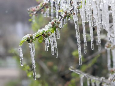 Donmuş yağmurda çiçek açan ayva (Chaenomeles speciosa)