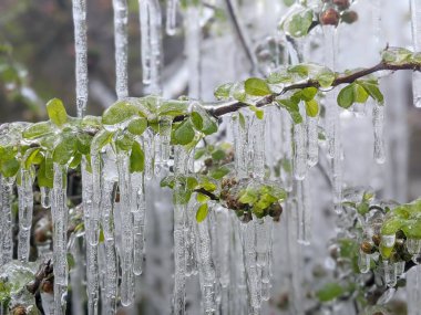 Çiçekli ayva Chaenomeles türosa dondurucu yağmurda