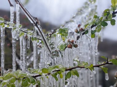 Çiçekli ayva Chaenomeles türosa dondurucu yağmurda