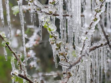 Çiçekli ayva Chaenomeles türosa dondurucu yağmurda
