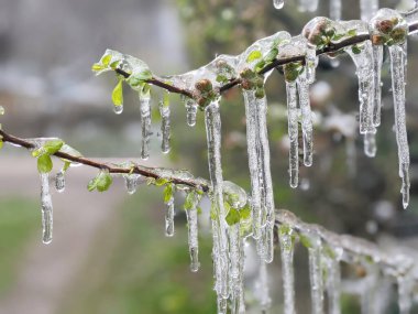 Çiçekli ayva Chaenomeles türosa dondurucu yağmurda