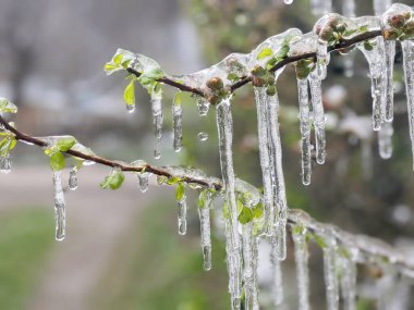 Çiçekli ayva Chaenomeles türosa dondurucu yağmurda