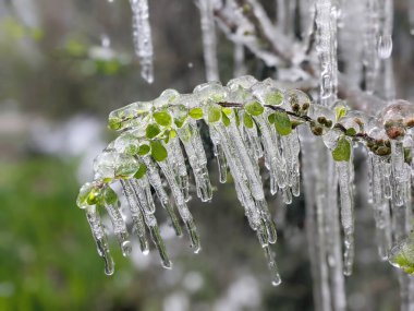 Çiçekli ayva Chaenomeles türosa dondurucu yağmurda