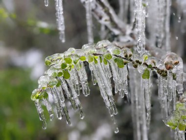 Çiçekli ayva Chaenomeles türosa dondurucu yağmurda