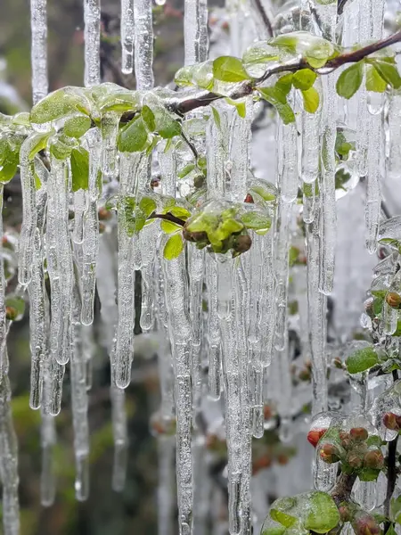 Donmuş yağmurda çiçek açan ayva (Chaenomeles speciosa)