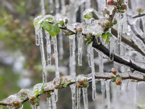 Donmuş yağmurda çiçek açan ayva (Chaenomeles speciosa)