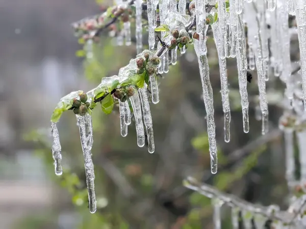 Donmuş yağmurda çiçek açan ayva (Chaenomeles speciosa)