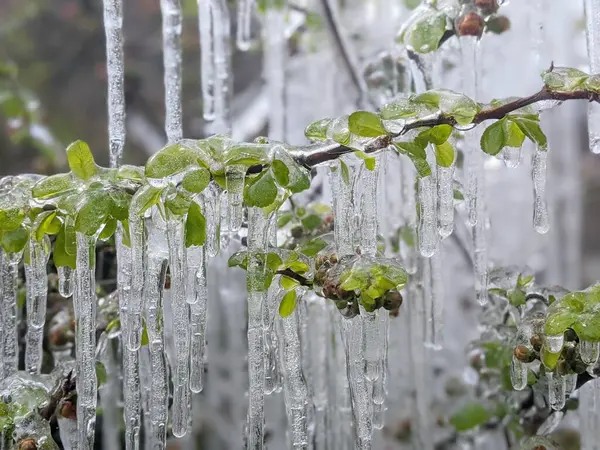 Çiçekli ayva Chaenomeles türosa dondurucu yağmurda