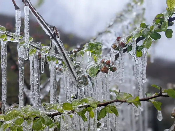 Çiçekli ayva Chaenomeles türosa dondurucu yağmurda