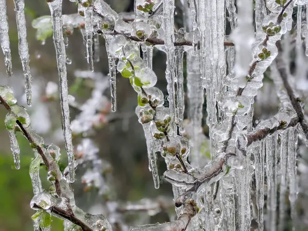 Çiçekli ayva Chaenomeles türosa dondurucu yağmurda