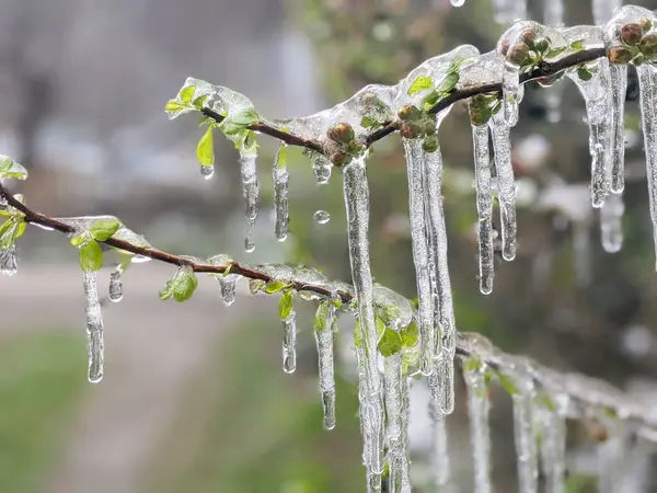 Çiçekli ayva Chaenomeles türosa dondurucu yağmurda