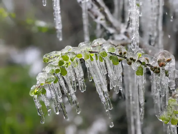 Çiçekli ayva Chaenomeles türosa dondurucu yağmurda
