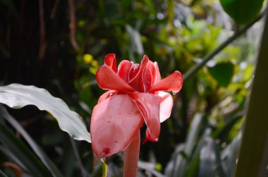 Etlingera elatior olarak da bilinir. Meşale zencefili, kızıl zambak, meşale zambağı, yabani kızıl, karışım, bunga kantan, Filipin balmumu çiçeği.