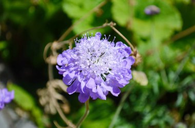 Scabiosa kolumbaria çiçeğinin yakın çekimi, küçük huysuz veya cüce iğnelik çiçeği olarak adlandırılır..