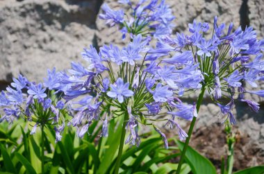 Bahçelerin bitkisel sınırında yetişen koyu mavi agapanthus..