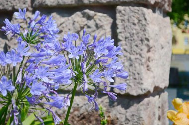 Bahçelerin bitkisel sınırında yetişen koyu mavi agapanthus..