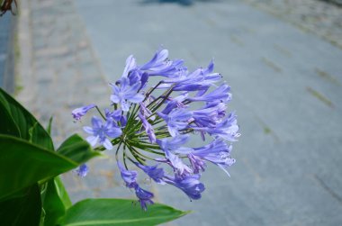 Bahçelerin bitkisel sınırında yetişen koyu mavi agapanthus..
