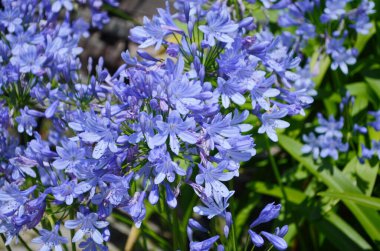 Bahçelerin bitkisel sınırında yetişen koyu mavi agapanthus..