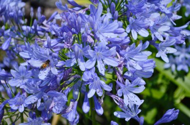 Bahçelerin bitkisel sınırında yetişen koyu mavi agapanthus..