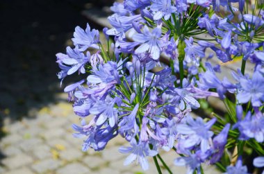 Bahçelerin bitkisel sınırında yetişen koyu mavi agapanthus..