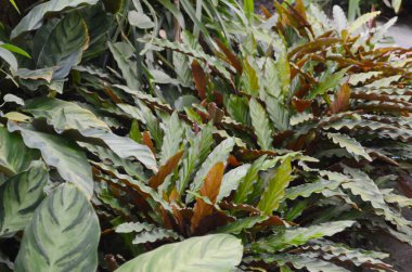 Clathea yapraklarının detaylarını kapat.