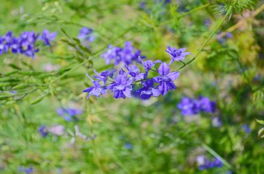 İlkbaharda Larkspur veya Delphinium mavi çiçekleri
