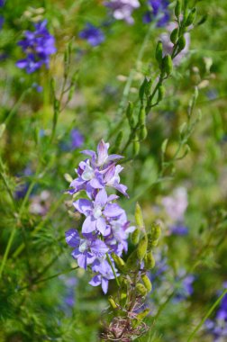 İlkbaharda Larkspur veya Delphinium mavi çiçekleri