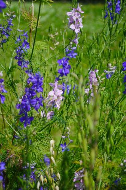 İlkbaharda Larkspur veya Delphinium mavi çiçekleri