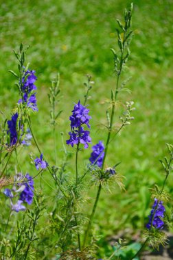İlkbaharda Larkspur veya Delphinium mavi çiçekleri