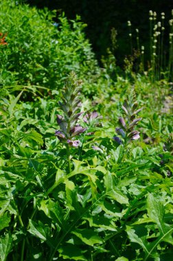 Acanthus balcanicus, Acanthus familyasından Dalmaçya 'ya kadar uzanan bir bitki türü..