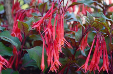 Fuchsia Boliviana Güzel Çiçek Asılıyor