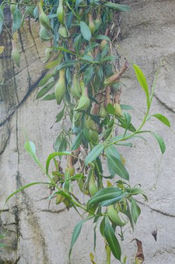 Sinek kapanı yırtıcı maymun kapları bitkisi, tropikal sürahi bitkileri, Nepenthes mirabilis Ventrata, Nepenthes Alata Khasiana