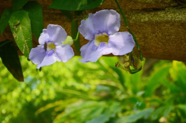 Güzel mor Bengal Trompeti ya da Thunbergia ihtişamı. Bazen mavi trompet sarmaşığı, saat sarmaşığı derler..