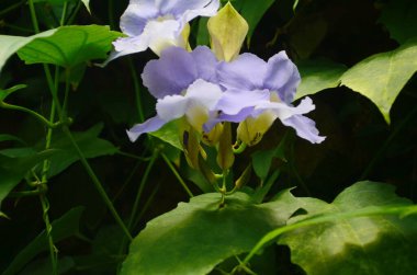 Güzel mor Bengal Trompeti ya da Thunbergia ihtişamı. Bazen mavi trompet sarmaşığı, saat sarmaşığı derler..