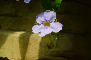 Güzel mor Bengal Trompeti ya da Thunbergia ihtişamı. Bazen mavi trompet sarmaşığı, saat sarmaşığı derler..