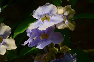 Güzel mor Bengal Trompeti ya da Thunbergia ihtişamı. Bazen mavi trompet sarmaşığı, saat sarmaşığı derler..