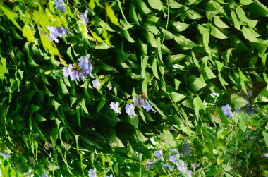 Güzel mor Bengal Trompeti ya da Thunbergia ihtişamı. Bazen mavi trompet sarmaşığı, saat sarmaşığı derler..