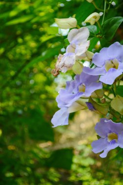 Güzel mor Bengal Trompeti ya da Thunbergia ihtişamı. Bazen mavi trompet sarmaşığı, saat sarmaşığı derler..