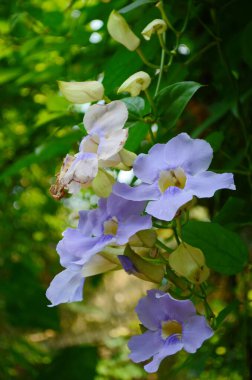 Güzel mor Bengal Trompeti ya da Thunbergia ihtişamı. Bazen mavi trompet sarmaşığı, saat sarmaşığı derler..