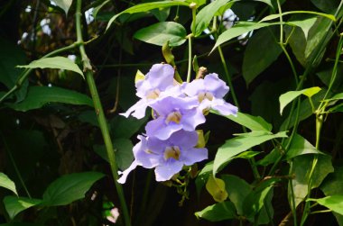 Güzel mor Bengal Trompeti ya da Thunbergia ihtişamı. Bazen mavi trompet sarmaşığı, saat sarmaşığı derler..