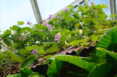 Güzel mor Bengal Trompeti ya da Thunbergia ihtişamı. Bazen mavi trompet sarmaşığı, saat sarmaşığı derler..