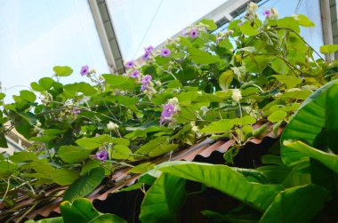 Güzel mor Bengal Trompeti ya da Thunbergia ihtişamı. Bazen mavi trompet sarmaşığı, saat sarmaşığı derler..