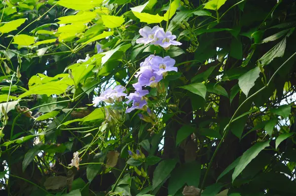 Güzel mor Bengal Trompeti ya da Thunbergia ihtişamı. Bazen mavi trompet sarmaşığı, saat sarmaşığı derler..