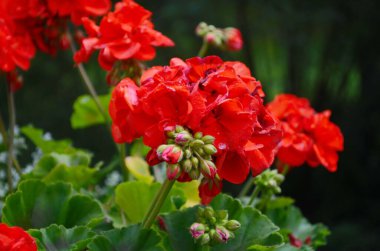 Sardunya kırmızısı çiçek. Dışarıda terasta açan sardunya çiçekleri. Doğa. Pelargonium. Geranium Peltatum. Bahçe, bahçe konsepti.