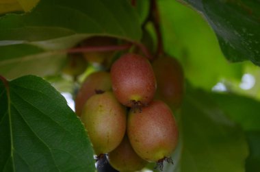 Böğürtlenli aktinyum bahçedeki bir dalda.