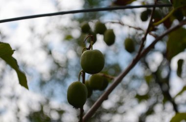 Böğürtlenli aktinyum bahçedeki bir dalda.