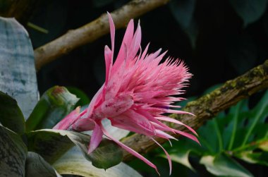 Gümüş Vazo Tesisleri (Aechmea Fasciata Enfeksiyonu), Çiçek Başı Yaklaş